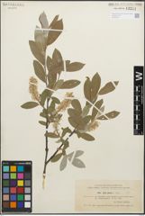 Foto von Salix glauca L.